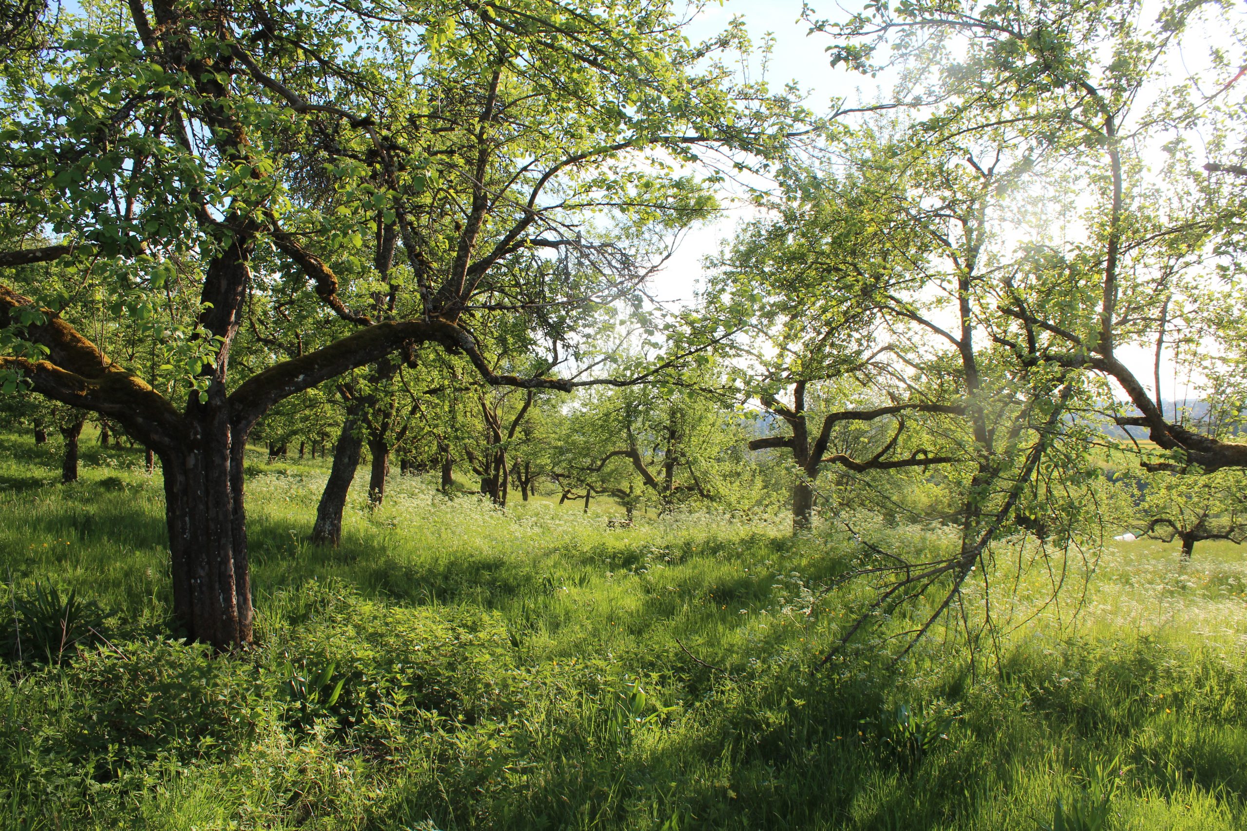 Bild Streuobstwiese Dissenhorn ©BUND-RW